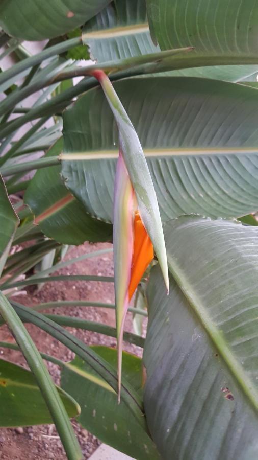 Strelitzia Park Aparthotel ซานมิเกลเดียโบนา ภายนอก รูปภาพ