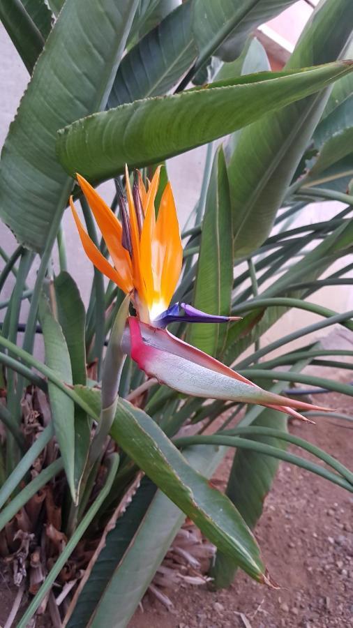 Strelitzia Park Aparthotel ซานมิเกลเดียโบนา ภายนอก รูปภาพ